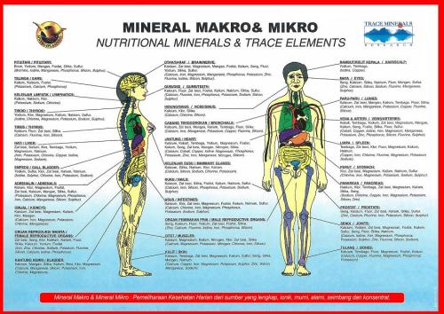 mineral tubuh1